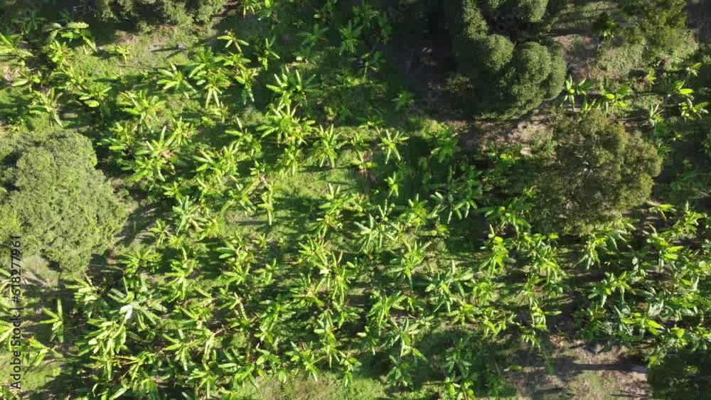 Aerial sliding look down banana farm in morning beauty sun light Aerial sliding look down banana farm in morning beauty sun light