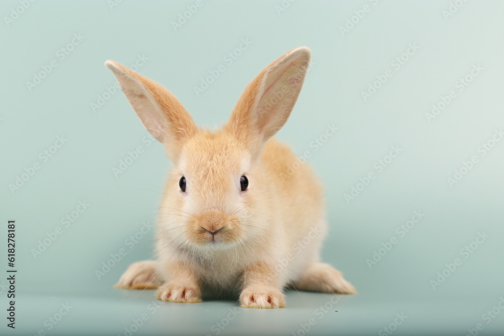 Rabbit on green pastel screen. Little bunny action. Cute pet for clinic or Vet banner.