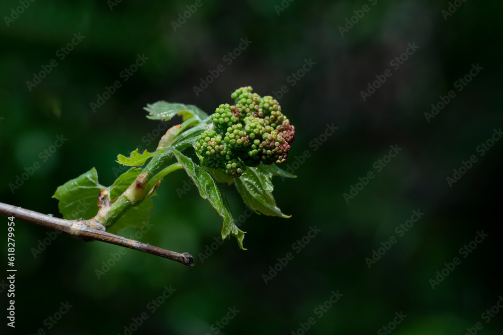 Spring sprout of wild grapes Spring sprout of wild grapes