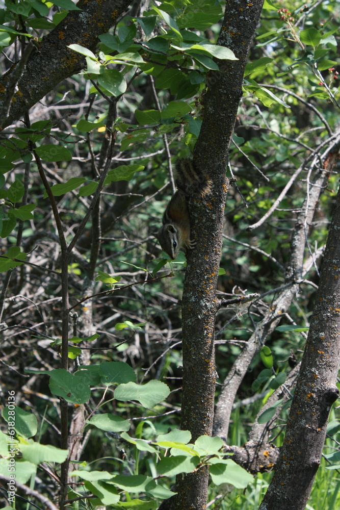 squirrel on a tree squirrel on a tree