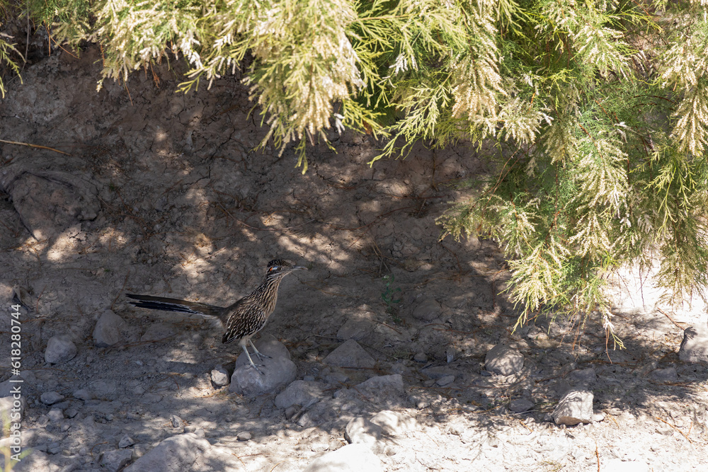 Roadrunner standing under bushes Roadrunner standing under bushes