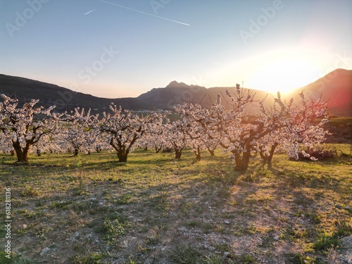 Cerezos en Flor