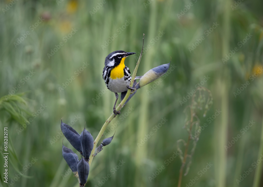 Fototapeta premium warbler on milkweed pod