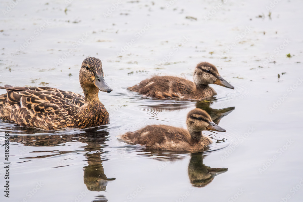 A family of ducks, a duck and its little ducklings are swimming in the water. The duck takes care of its newborn ducklings. Mallard, lat. Anas platyrhynchos A family of ducks, a duck and its little ducklings are swimming in the water. The duck takes care of its newborn ducklings. Mallard, lat. Anas platyrhynchos