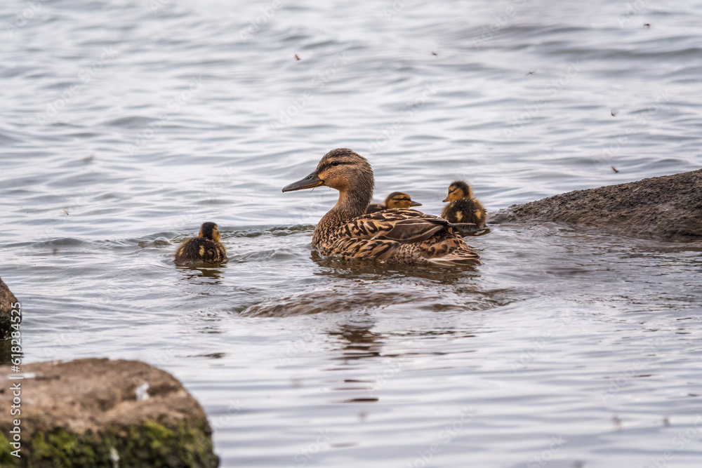 A family of ducks, a duck and its little ducklings are swimming in the water. The duck takes care of its newborn ducklings. Mallard, lat. Anas platyrhynchos