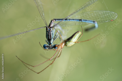 Close-up of a long-armed green spider that has caught a blue feathered dragonfly in its web. The background is green.