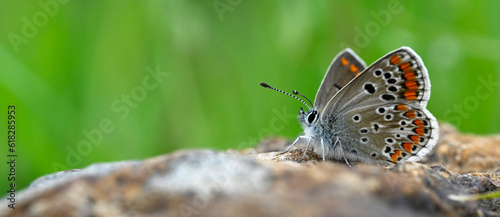 Φωτογραφία Kleiner Sonnenröschen-Bläuling // Brown argus (Aricia agestis) - Greece