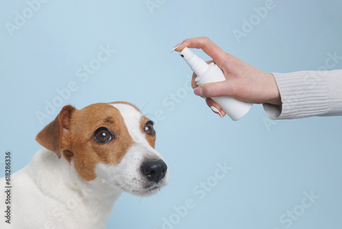 Photography treatment of dogs from ticks and fleas, the concept of treating dogs