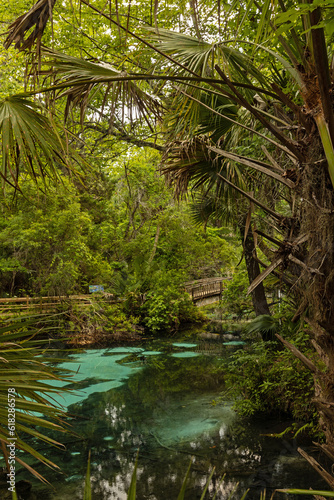 pond in the Juniper Springs Recreation Area