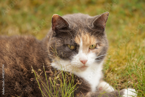 Fototapeta Naklejka Na Ścianę i Meble -  cat on grass
