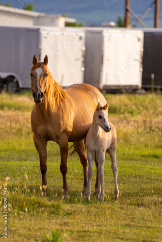 horse and foal in field by barn © Tedi S Photography