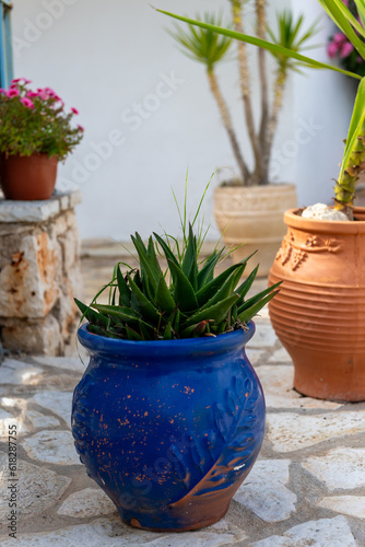 Potted plants in a stone garden.