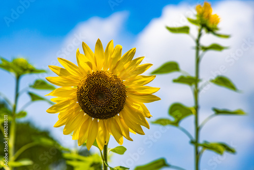 sunflower against blue sky