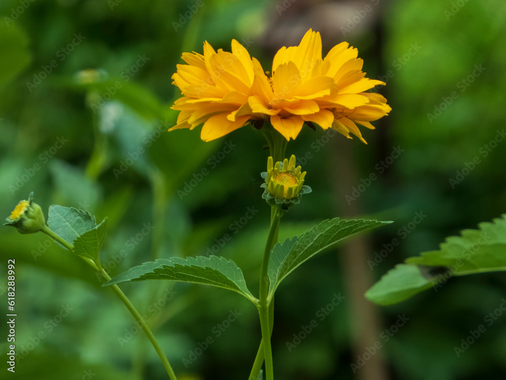 yellow flower in the garden yellow flower in the garden