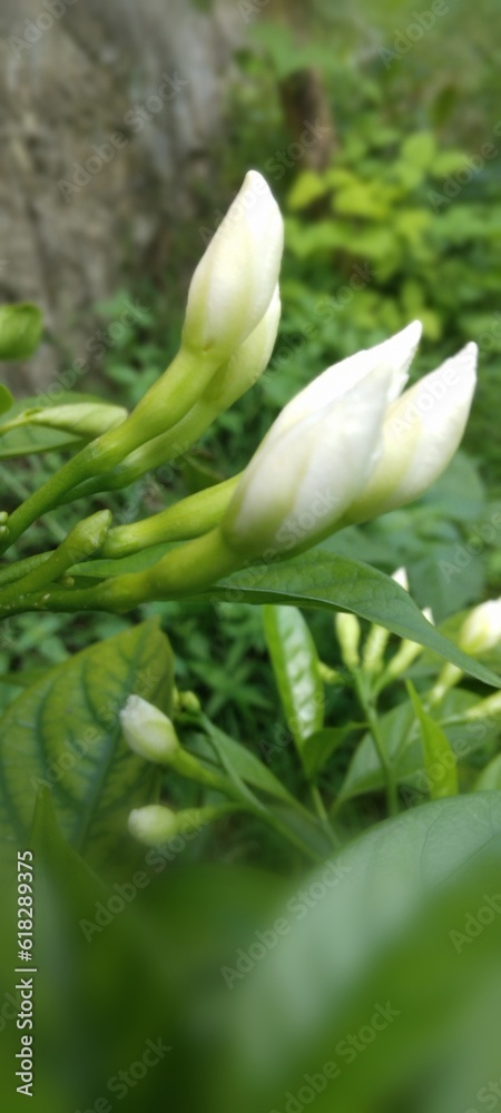 Flower buds Flower buds