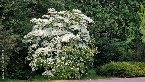 Dogwood tree in full bloom, in the garden, on a sunny summer day. Tree with white flowers of Kousa Dogwood, Cornus Kousa or Benthamidia japonica. photo