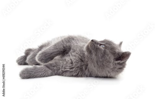Little gray kitten lying .