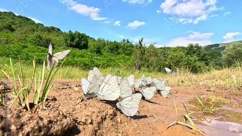 Group of Black-veined White butterflies - (Aporia crataegi)