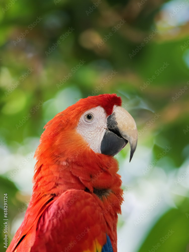 portrait of a tropical parrot red macaw on a blurred background