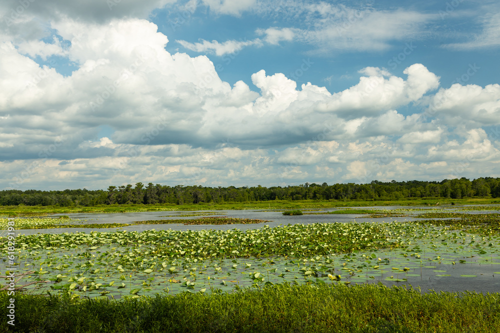 Alligator Lake near Lake City in Florida