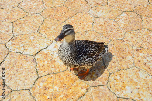 duck on the park's footpath