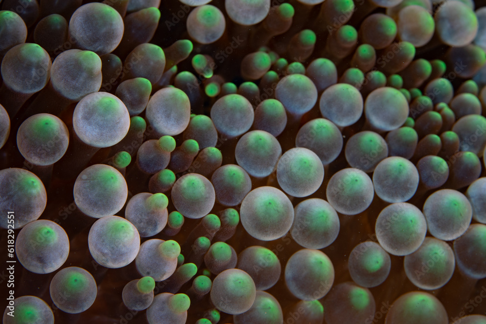 Detail of the bulbous tentacles of a magnificent anemone, Entacmaea quadricolor, growing on a coral reef in Indonesia. This anemone is often host to anemonefish.