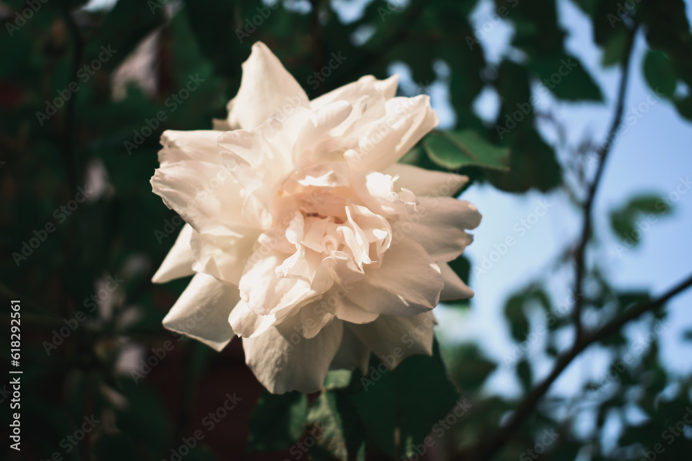 white flower white flower