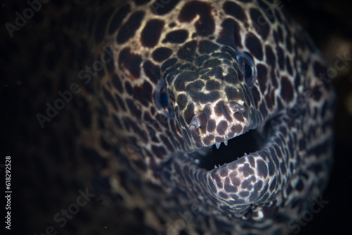 A honeycomb moray eel, Gymnothorax favagineus, pokes its intimidating head out of a crevice in an Indonesian coral reef. This nocturnal eel is found throughout the Indo-Pacific region. photo