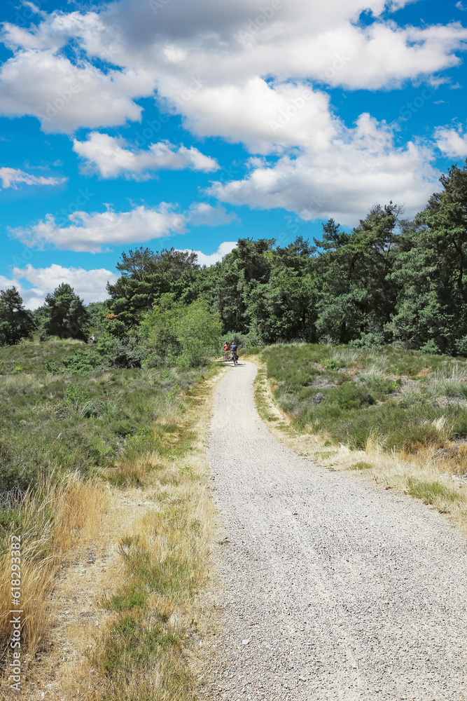 Idyllic cycle and hiking trail path in typical dutch heath and forest landscape of Maas dunes - Maasduinen near Bergen, Netherlands