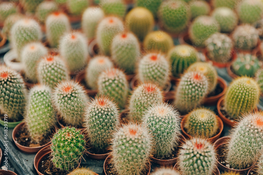 Gardening shop, Collection of various cactus plants in different pots Gardening shop, Collection of various cactus plants in different pots