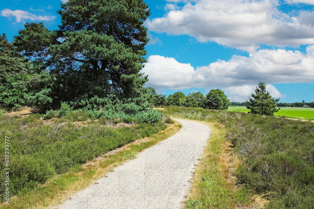 Idyllic cycle and hiking trail in typical dutch heath and forest landscape of Maas dunes - Maasduinen near Bergen, Netherlands