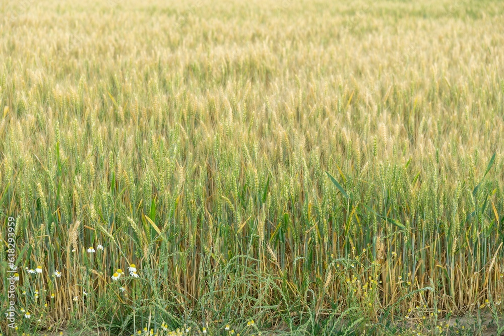 Wheat field during sunnrise or sunset. Slovakia Wheat field during sunnrise or sunset. Slovakia