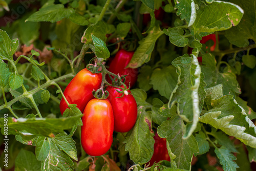 Red San Marzano tomatoes in garden in summer.