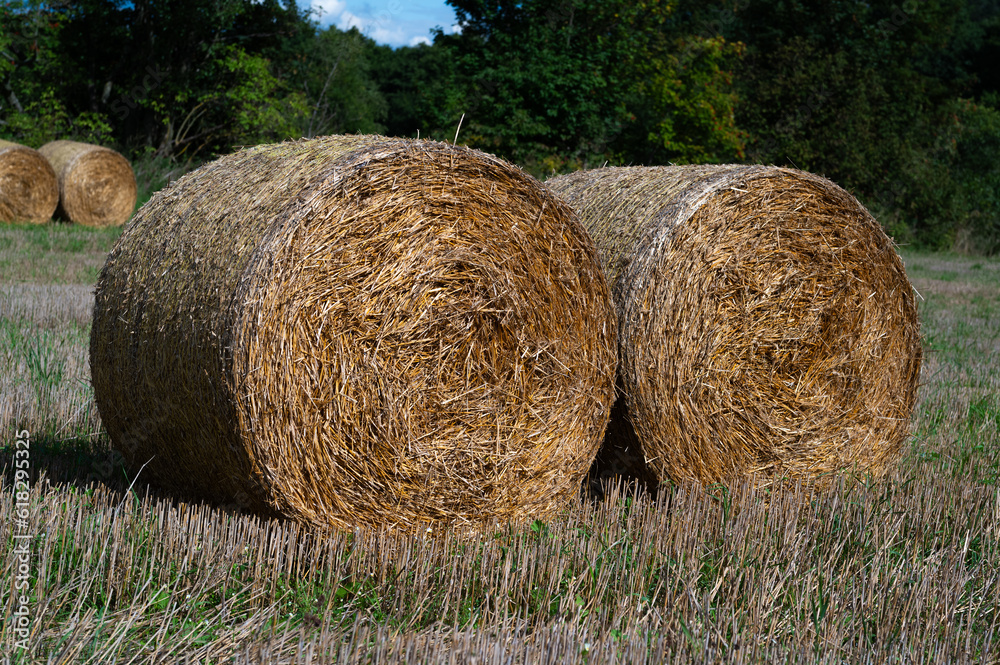 rolls of dry hay lying on the background of the forest rolls of dry hay lying on the background of the forest