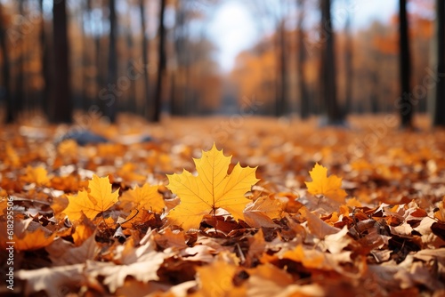Autumn leaves in the forest, selective focus