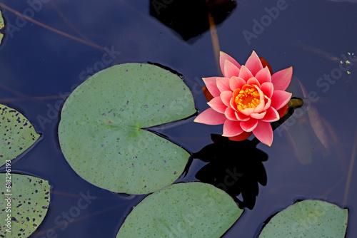 Water lily on dark water with leaves