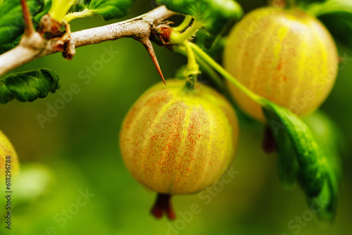 gooseberry fruit ripening on a bush in the rays of the summer sun