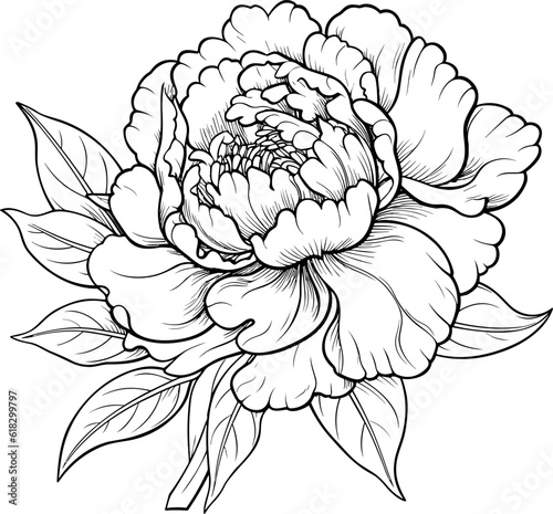 Peonies line art vector illustration set isolated on white. Flower black ink sketch. Modern minimalist hand drawn design.