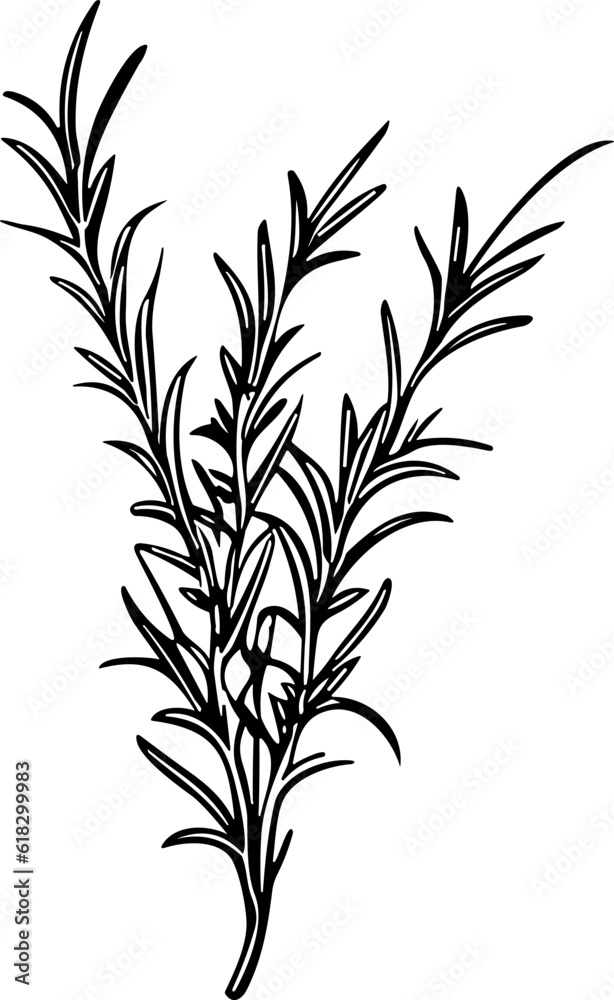Meadow Herbs line art vector illustration set isolated on white. Flower black ink sketch. Modern minimalist hand drawn design. Meadow Herbs line art vector illustration set isolated on white. Flower black ink sketch. Modern minimalist hand drawn design.
