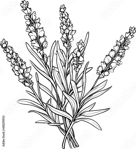 Fototapeta Naklejka Na Ścianę i Meble -  Lavender line art vector illustration set isolated on white. Flower black ink sketch. Modern minimalist hand drawn design.
