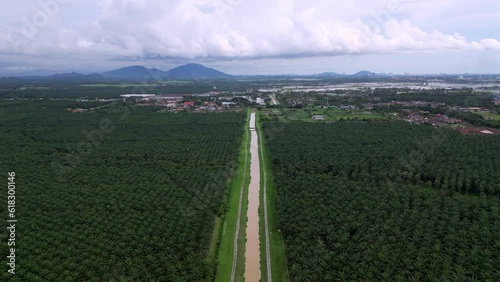 Aerial fly over oil palm plantation at rural area of Bertam, Penang