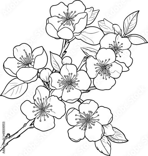 Cherry flower blossom, botanical art. Spring almond, sakura, apple tree branch, hand draw doodle vector illustration. Cute black ink art, isolated on white background. Realistic floral bloom sketch.