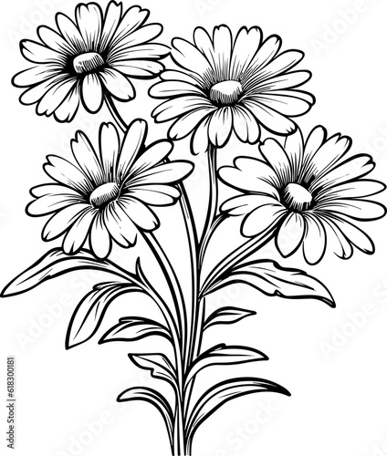 Chamomileline art vector illustration set isolated on white. Flower black ink sketch. Modern minimalist hand drawn design.