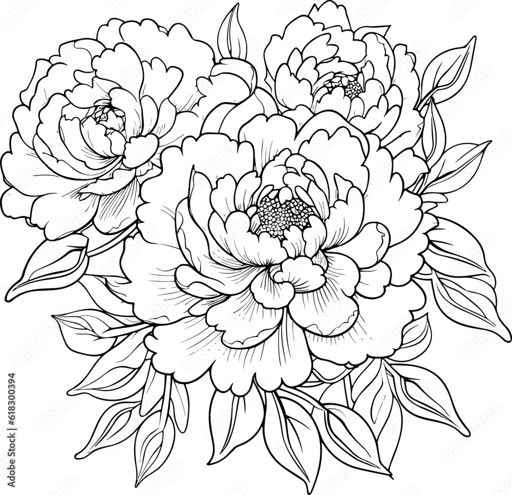 Peonies line art vector illustration set isolated on white. Flower ...