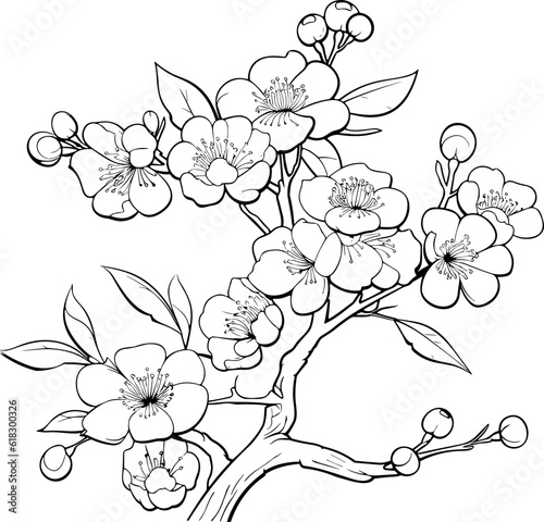 Cherry flower blossom, botanical art. Spring almond, sakura, apple tree branch, hand draw doodle vector illustration. Cute black ink art, isolated on white background. Realistic floral bloom sketch.