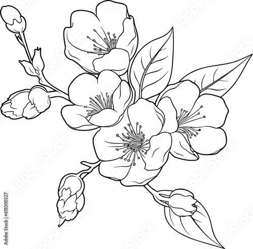Cherry flower blossom, botanical art. Spring almond, sakura, apple tree branch, hand draw doodle vector illustration. Cute black ink art, isolated on white background. Realistic floral bloom sketch. photo