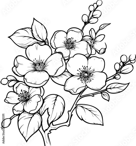 Cherry flower blossom  botanical art. Spring almond  sakura  apple tree branch  hand draw doodle vector illustration. Cute black ink art  isolated on white background. Realistic floral bloom sketch.