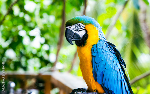 beautiful Blue-and-Yellow Macaw in rainforest