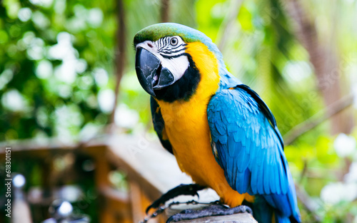 beautiful Blue-and-Yellow Macaw in rainforest