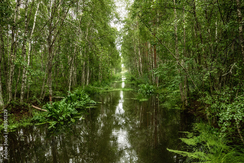 Swamp in the forest